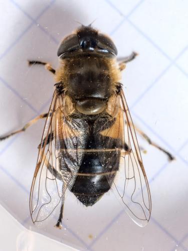 Réf. 284 310 : Eristalis similis