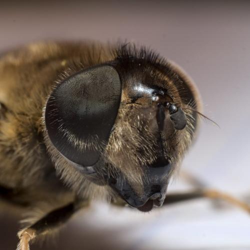 Réf. 284 312 : Eristalis similis