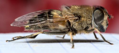 Eristalis similis