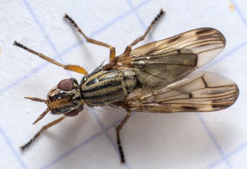 Dorycera graminum