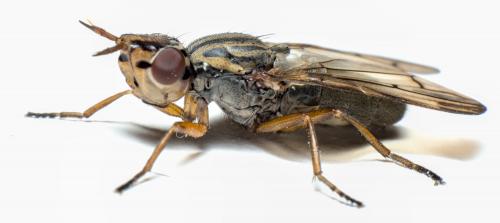 Réf. 284 428 : Dorycera graminum