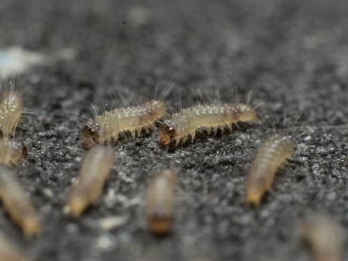 Eilema caniola