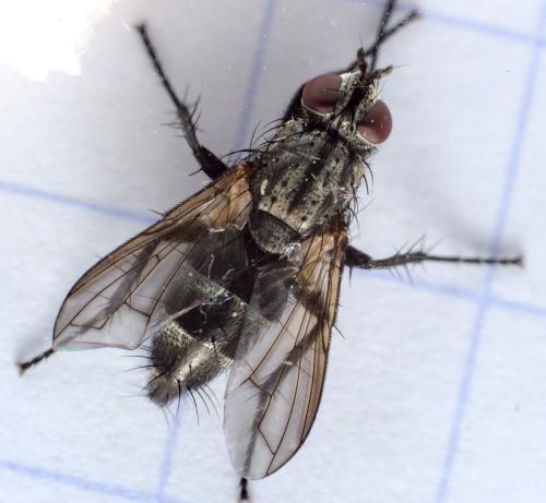 Stevenia sp.