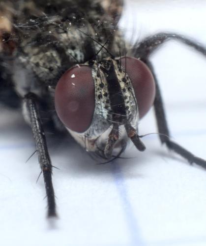 Stevenia sp.