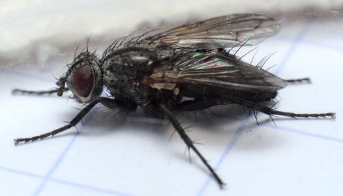 Stevenia sp.