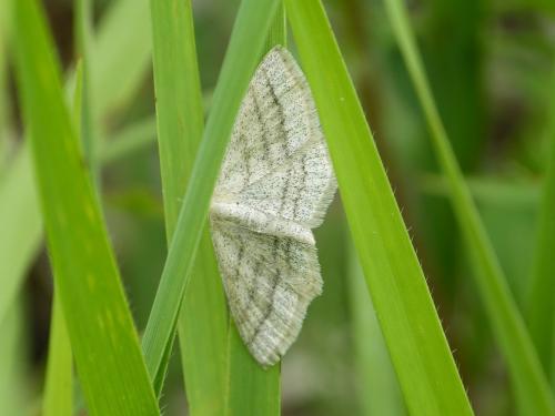 Réf. 284 680 : Scopula sp.