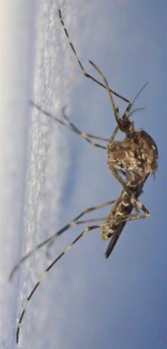 Réf. 284 416 : Culiseta annulata