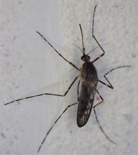 Réf. 284 417 : Culiseta annulata