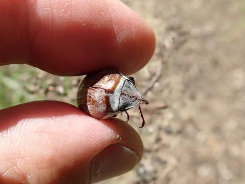 Melolontha hippocastani