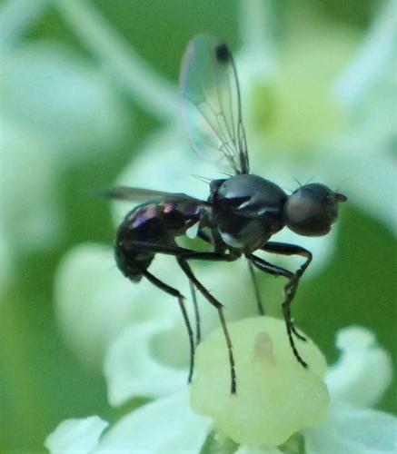 Réf. 284 888 : Sepsis sp.