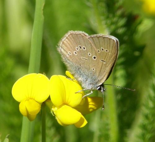 Réf. 284 353 : Cyaniris semiargus