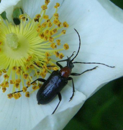 Dinoptera collaris