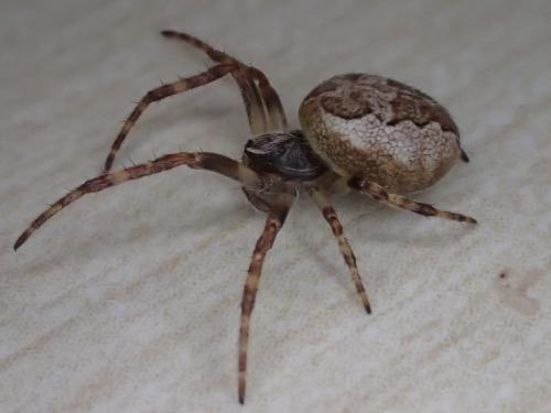 Larinioides cornutus