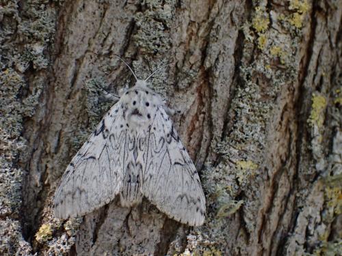 Cerura erminea