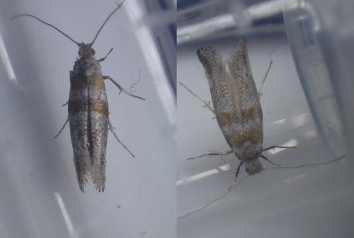 Cedestis gysseleniella