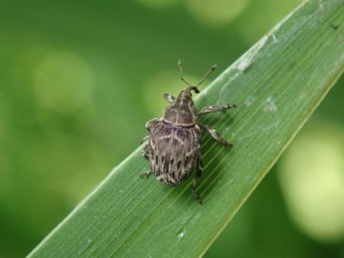Réf. 284 170 : Mogulones geographicus