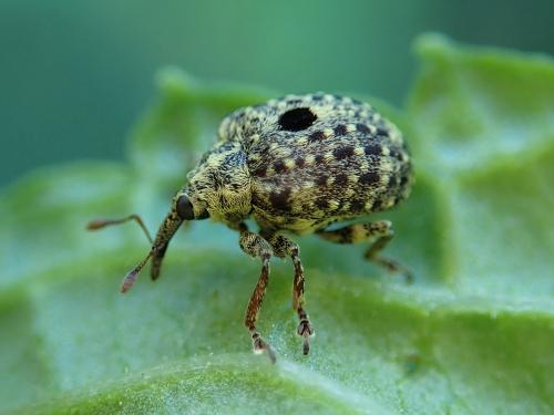 Cionus hortulanus