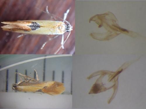 Batia lunaris