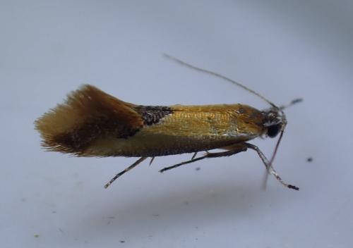 Batia lunaris