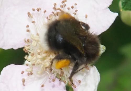 Bombus hypnorum