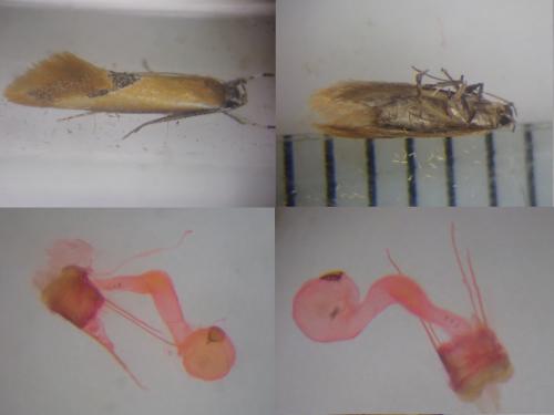 Batia lunaris