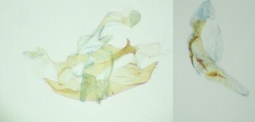 Coleophora alticolella