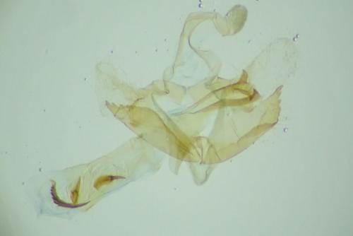 Coleophora alticolella