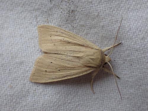 Mythimna straminea