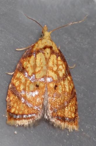 Acleris bergmanniana