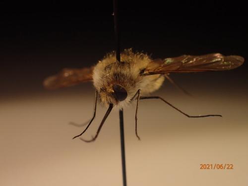 Bombylius sp.