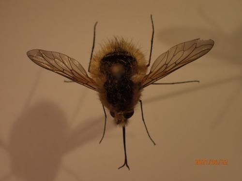 Réf. 284 502 : Bombylius sp.
