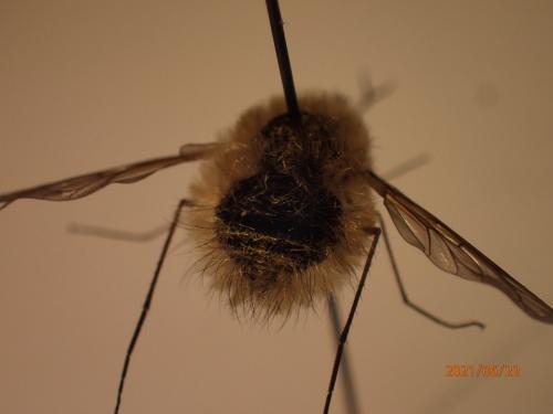 Réf. 284 503 : Bombylius sp.