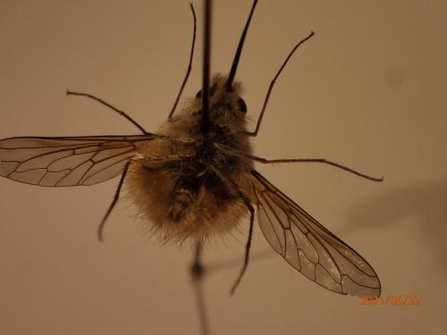 Réf. 284 504 : Bombylius sp.