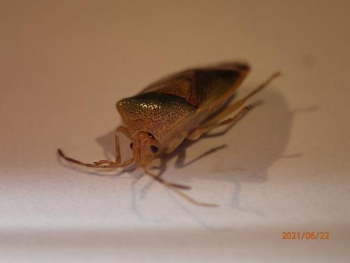 Réf. 284 524 : Elasmostethus sp.