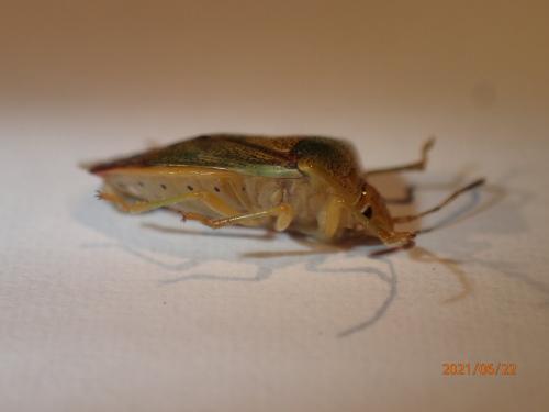Elasmostethus sp.