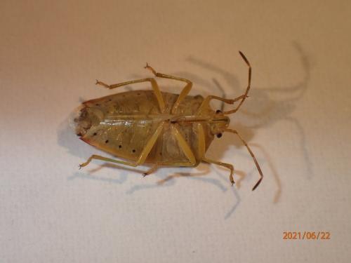 Elasmostethus sp.