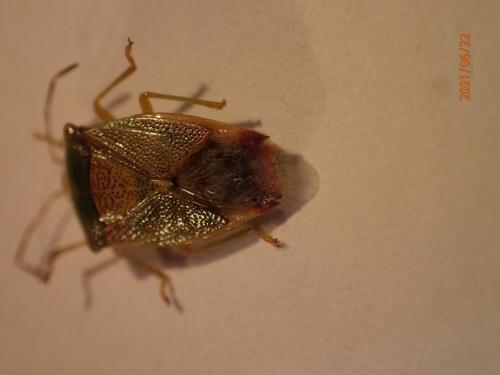 Elasmostethus sp.