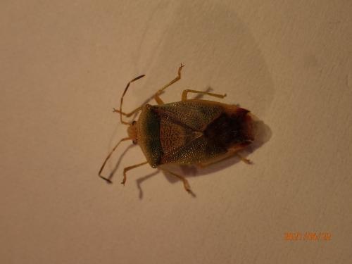 Elasmostethus sp.