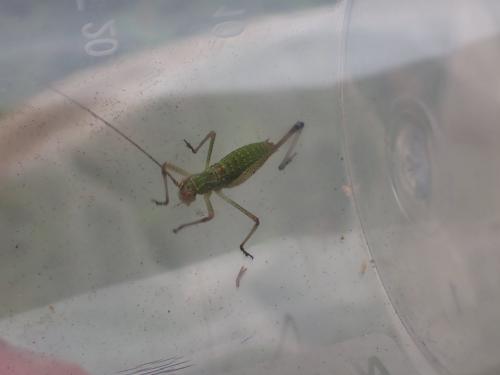 Phaneroptera sp.