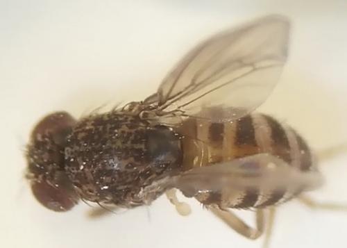 Drosophila repleta