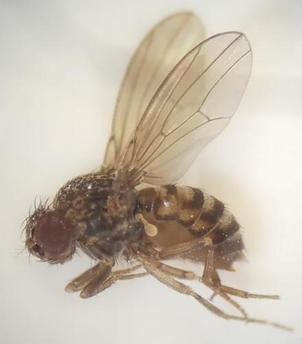 Drosophila repleta