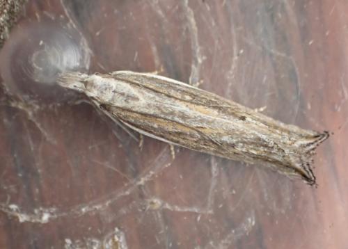 Sophronia semicostella