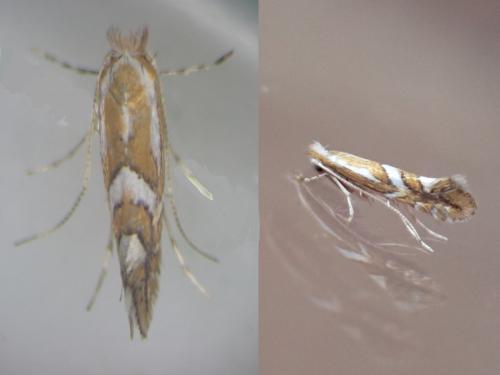 Réf. 284 886 : Phyllonorycter mespilella