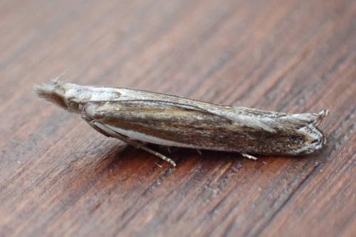 Sophronia semicostella