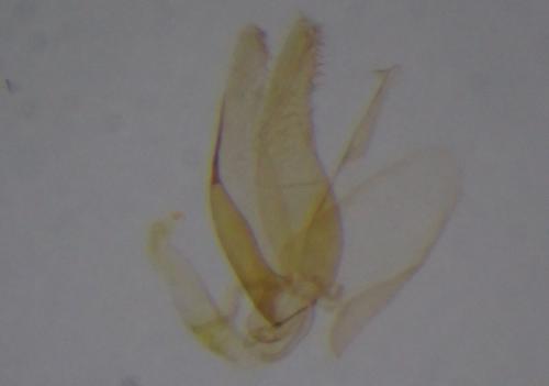 Réf. 284 902 : Phyllonorycter mespilella