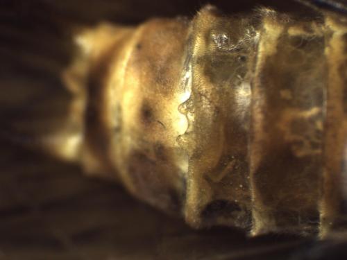 Réf. 284 477 : Perla marginata