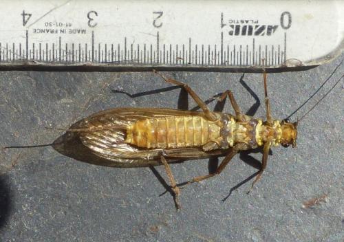 Réf. 284 475 : Perla marginata