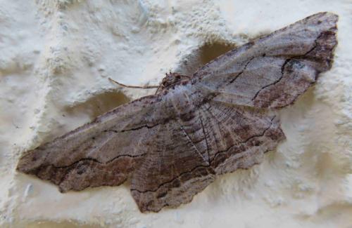 Menophra abruptaria