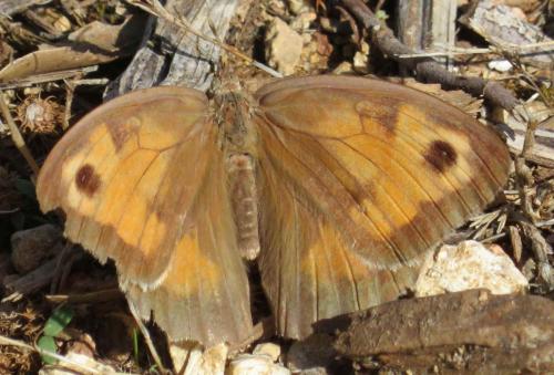 Réf. 284 109 : Maniola jurtina