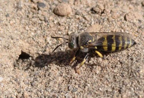 Réf. 284 256 : Bembecinus tridens